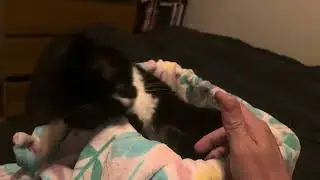 Deadly box cat mauls hand