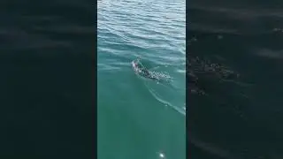 Ловля симы в море на джиггинг