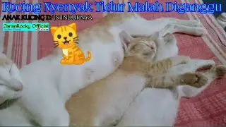 Kucing Tidur Lucu Anak Menggemaskan