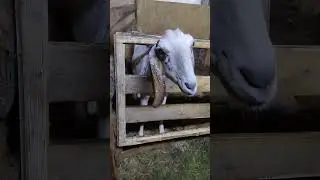 КОЗЫ ЛЮБЯТ МОЛОКО)