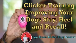Clicker Training - Improving Your Dogs Stay, Heel, and Recall!