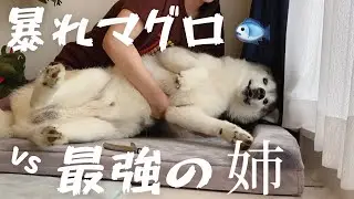 爪を切られてマジギレしてるシベリアンハスキー vs 鋼の心で事を為す姉