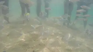 Ilhabela SP Praia das cabras