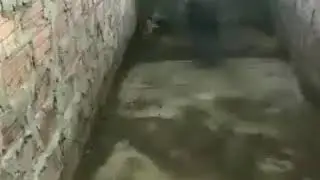 Watch how the protects her chicks from a deadly cobra