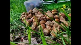БОРОВИК ПРЕТ МАССОВО ИСКЛЮЧИТЕЛЬНО В ДУБАХ