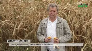 Семена гибрида кукурузы от ООО 