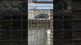Сладко спит. Зоопарк Сказка Олега Зубков, Ялта Крым