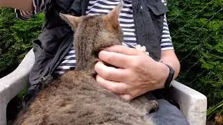 Tosia - sześcioletnia kotka.