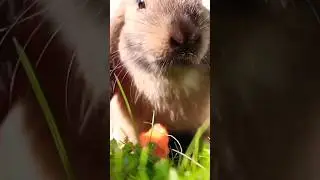 Cute rabbit video #shorts