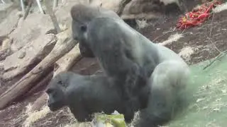 GORILLA TANGO   Mating Gorilla Rututu and Sonja   Baby Gorilla Nafi and Sadiki