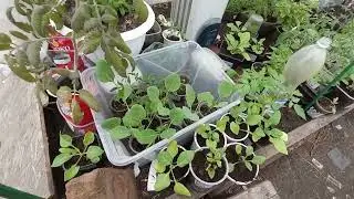 СНОВА ПОХОЛОДАЛО //КУПИЛА РОЗЫ.