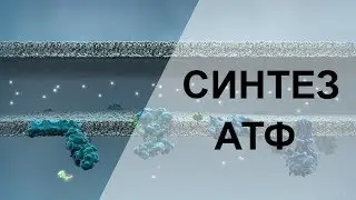 Как образуется энергия - синтез АТФ в МИТОХОНДРИЯХ