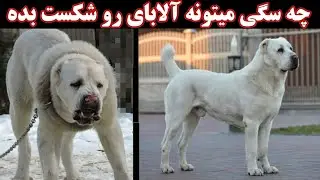 سگ هایی که میتونن آلابی رو شکست بدن / چه سگایی میتونن آلابای  رو شکست بدن؟!