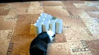 Guinea pig's tricks. Trick № 4 