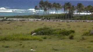 Horse racing in Nevis