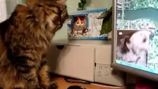 КОТ МАКСИК  у компьютера