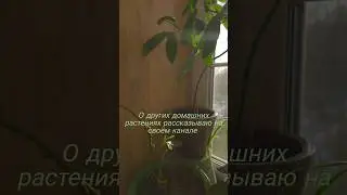 Уход за растениями 