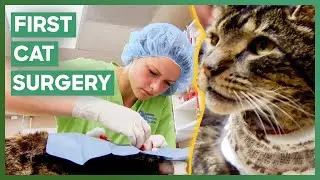 Dr. Amy Fixes A Cat's Broken Jaw! | Dr. Jeff: Rocky Mountain Vet