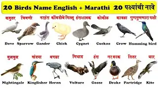 20 birds name in english and marathi for kids | 20 पक्ष्यांची नावे इंग्रजी व मराठी भाग 2 |