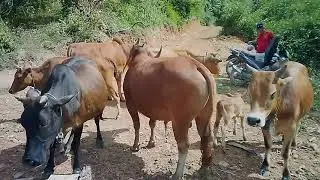 Mus saib nyuj nram tshav