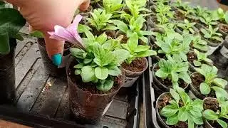 🌺Обзор стеллажа с рассадой на 18 апреля .🌺