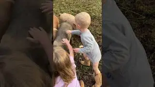 Petting Their First Pig.🥰
