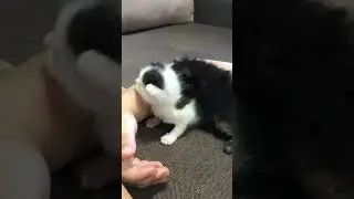 Cute kittens 🐈‍⬛ 💞