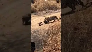 o tigre que machuca pequenos tigres /  the tiger that hurts little tigers