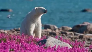 Лето белых медведей