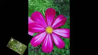 fiori