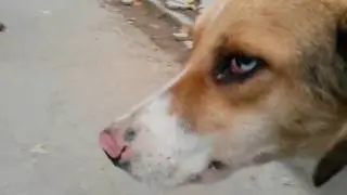Street dog with blue eyes and Kitten