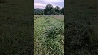 О сене и роли сена в истории.