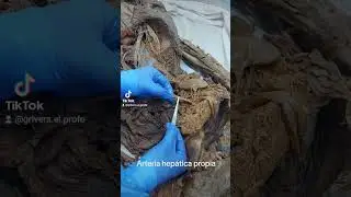 Las arterias hepática propia y cística