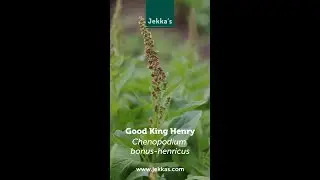Jekka’s Herb Stories: Good King Henry, Chenopodium bonus-henricus.