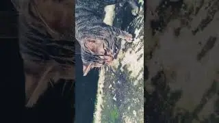 🐈🐾 #viral #shortvideo #shortsfeed #viralvideo #ytshorts #creator #catlover #funny #lucu #viralreels