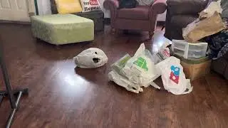 What’s wrong with this picture??//silly kitty