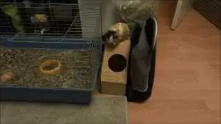Smart Guinea Pig