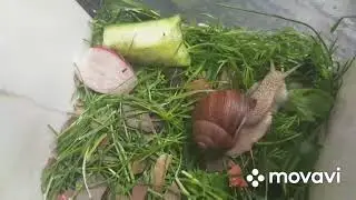 Как ухаживать за улиткой.🐌🐌🐌