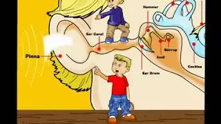 An Introduction to the Ear | ScienceWithMe!