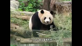 cub