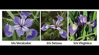 R - Basic Revision 2 with Iris Data