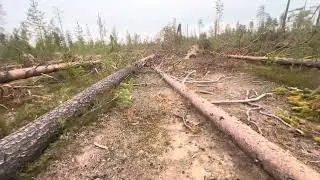 🌪️ПОСЛЕДСТВИЕ УРАГАНА.АПОКАЛИПСИС.😫НЕ ГРИБОВ,НЕ ЛЕСА!!!