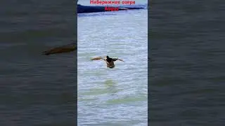 #абрау_дюрсо #набережная #кудапоехать #тракторист #блогер #утренняя #озеро #утки