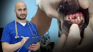 Чистка и удаление зубов у собаки. Клинический случай
