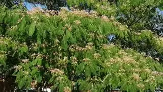 Альбиция ленкоранская шёлковая (Albizia julibrissin) цветёт 😍