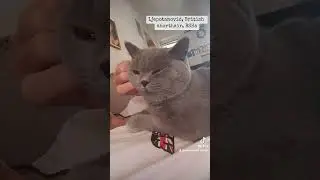 British shorthair, BSH a Emmanuelle's Nice Felix