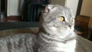 Деловой Кот
