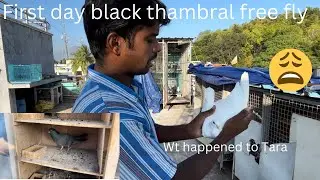 First day black thambral free fly 