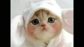 En Şirin Yavru Kedi Fotoğrafları 😻