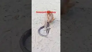 monkey game II innocence monkey